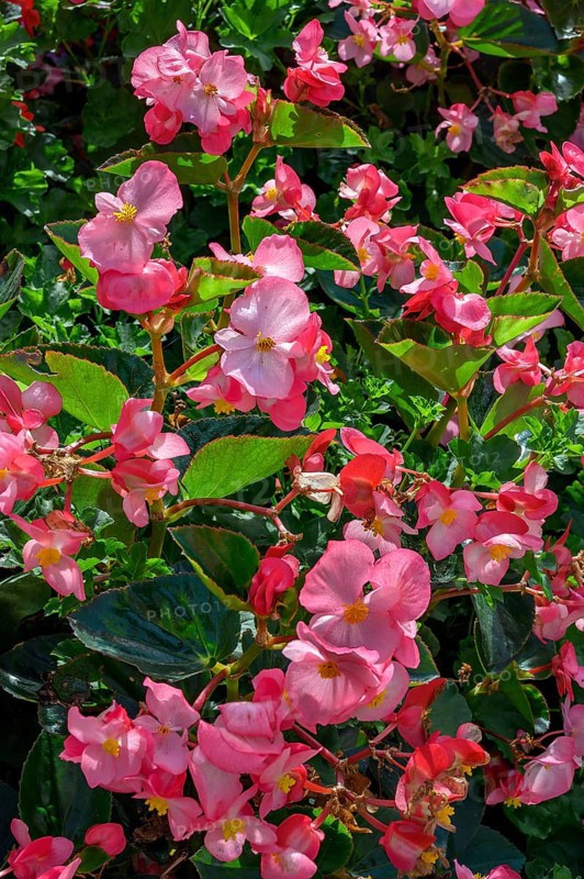 Begonias