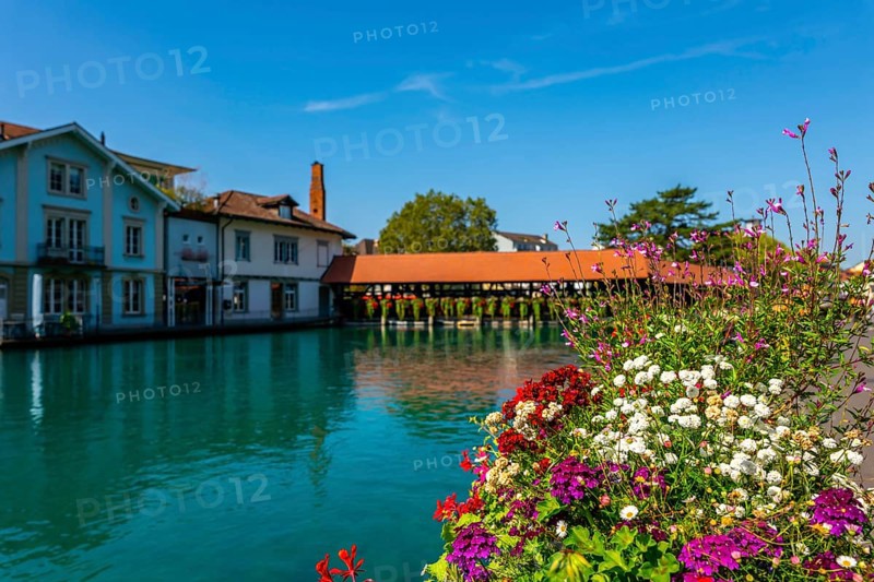 River Aare with Flower in City of Thun and Untere Schleuse Bridge in a Sunny Summer Day in Thun