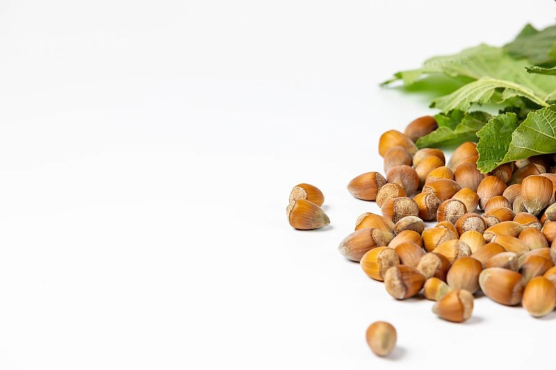 Hazelnuts in shell and hazelnut bush leaves
