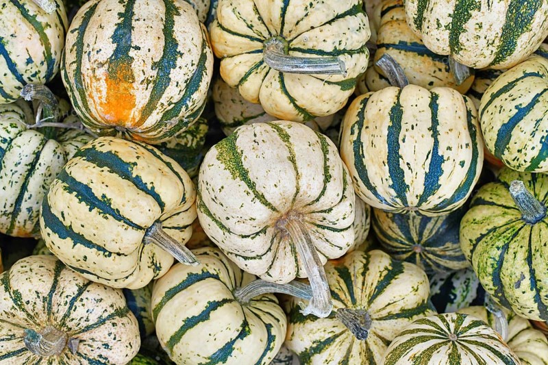 White and green Sweet Dumpling Squashes with stripes