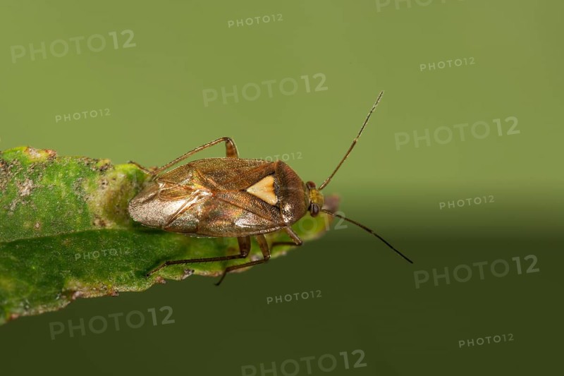 Common meadow bug
