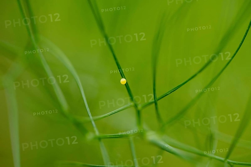 Egg of a swallowtail