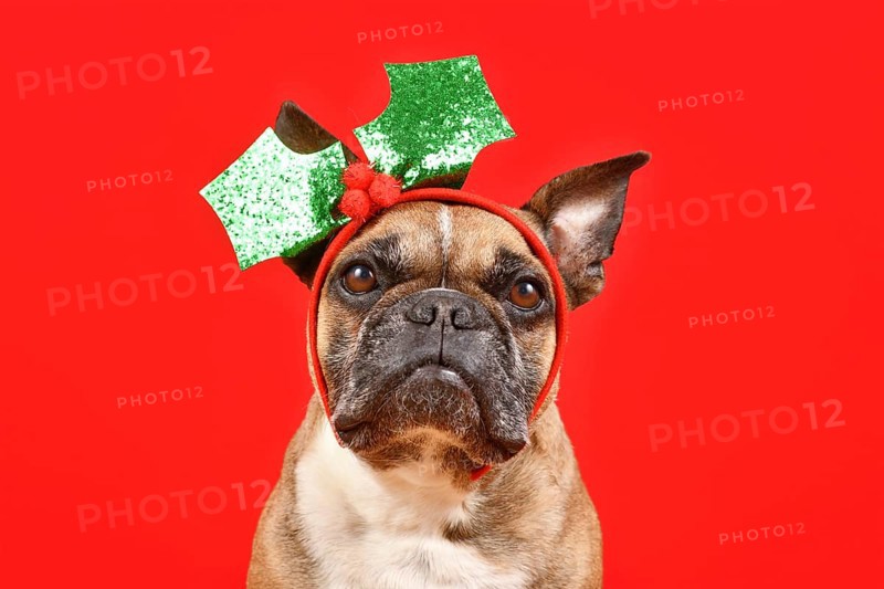 French Bulldog dog with Christmas mistletoe headband on red background
