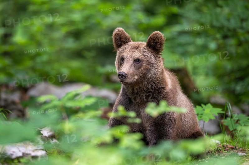 European brown bear