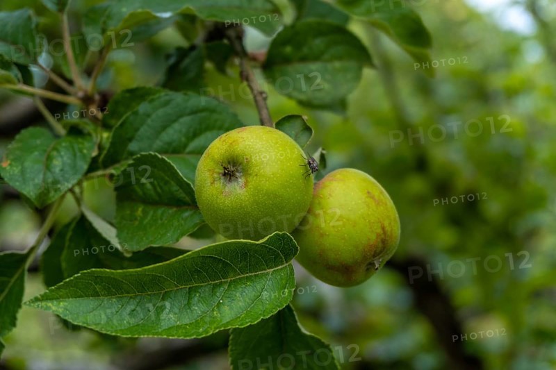 Green apples on the tree