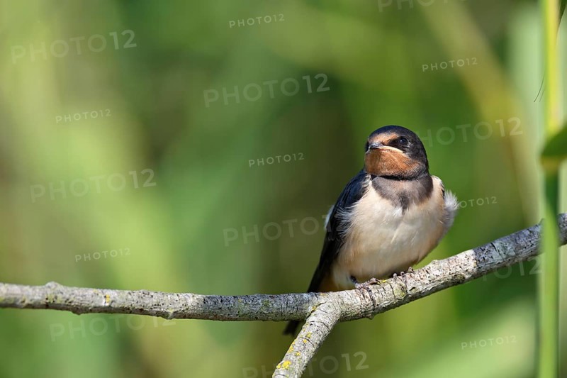Barn swallow