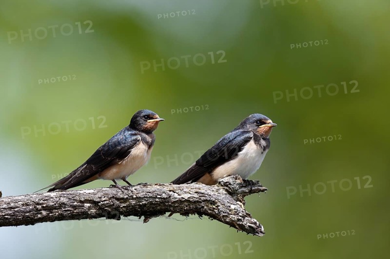 Barn swallow
