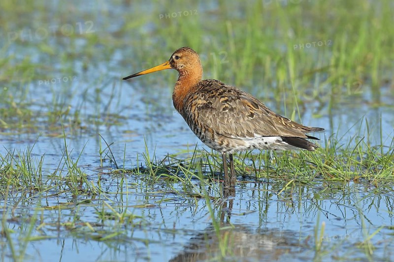 Black-tailed Godwit