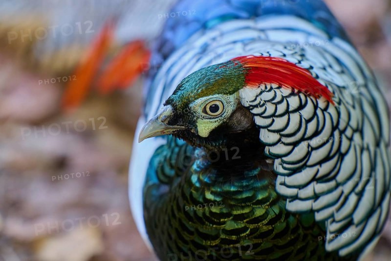 Lady Amherst's Pheasant