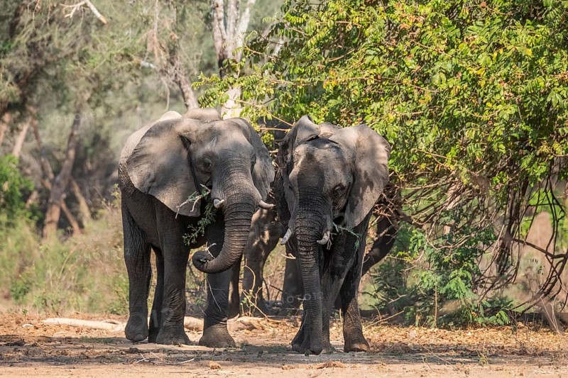 2 elephants