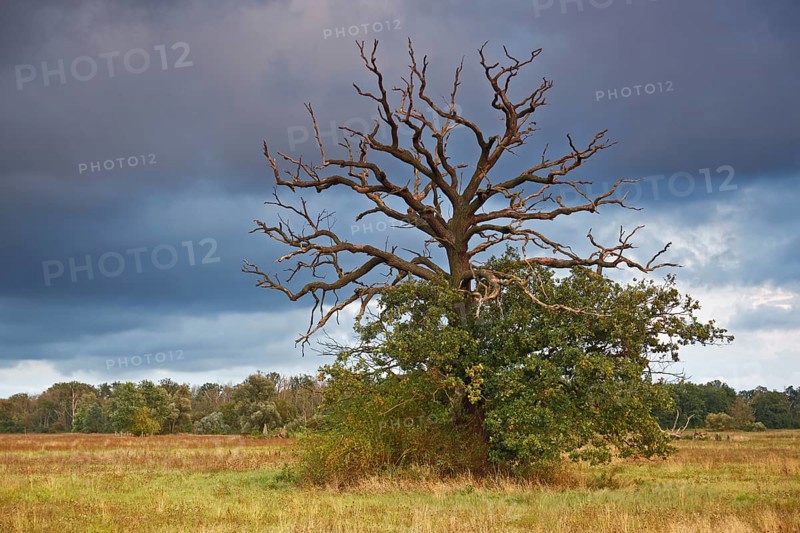 Dying oak on the Elbe meadows in autumn