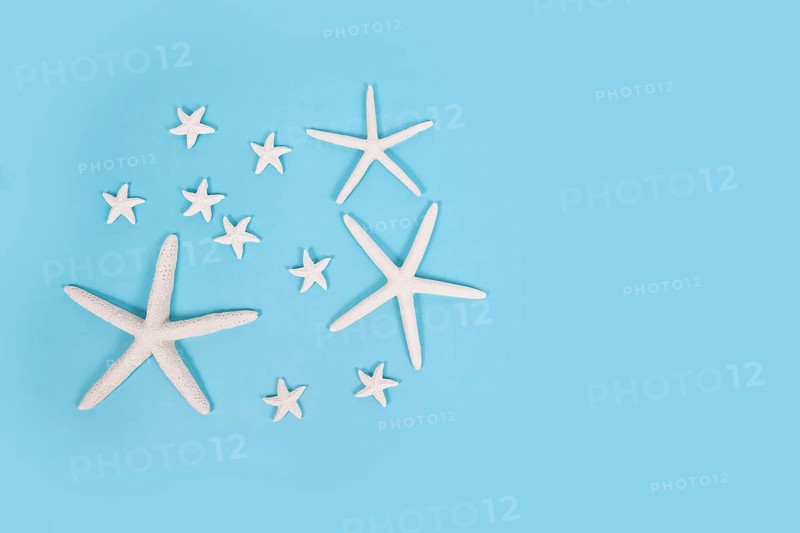 Different sized starfish on blue background