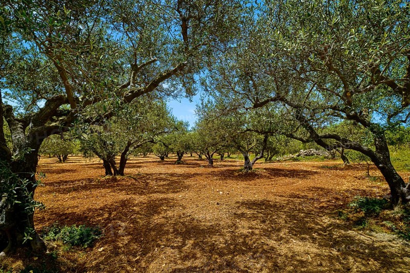 Landscape of old olive trees