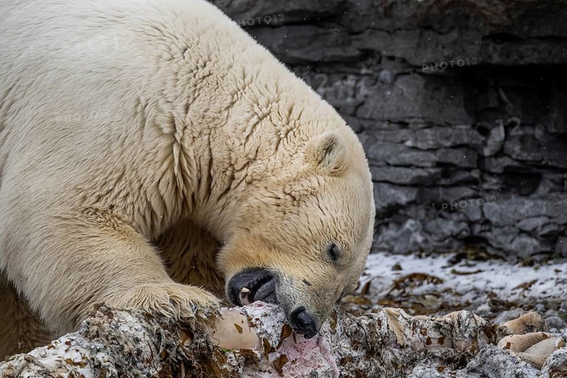 Scavenging polar bear