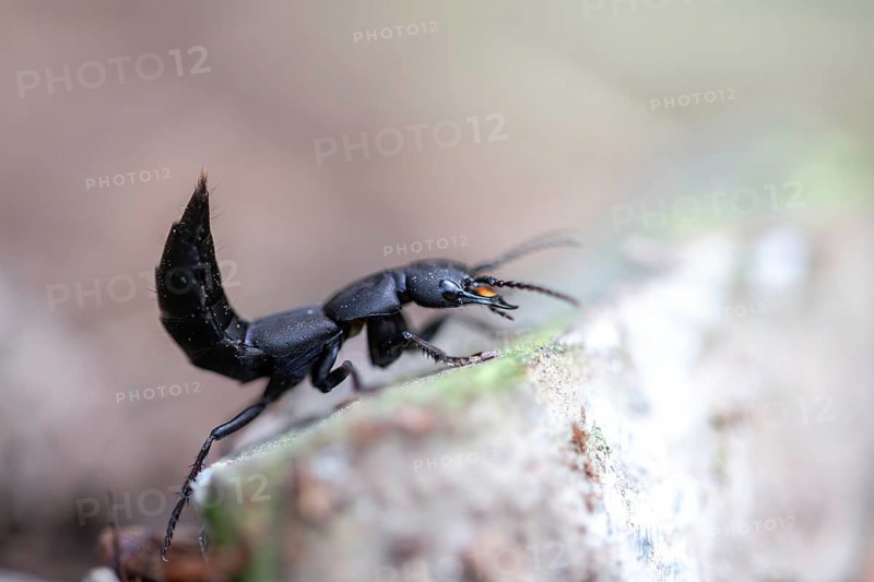 Devil's coach-horse beetle