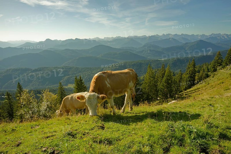 Cows on the Brauneck