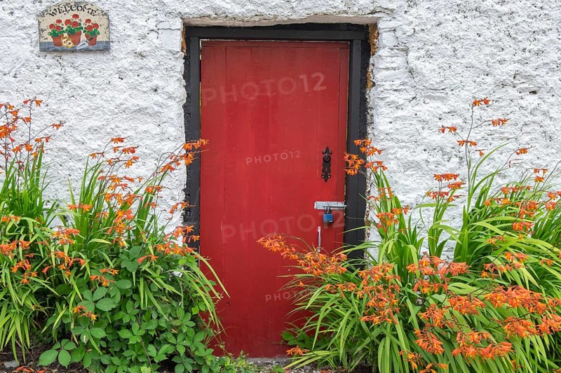 Red Front Door and Montbretia
