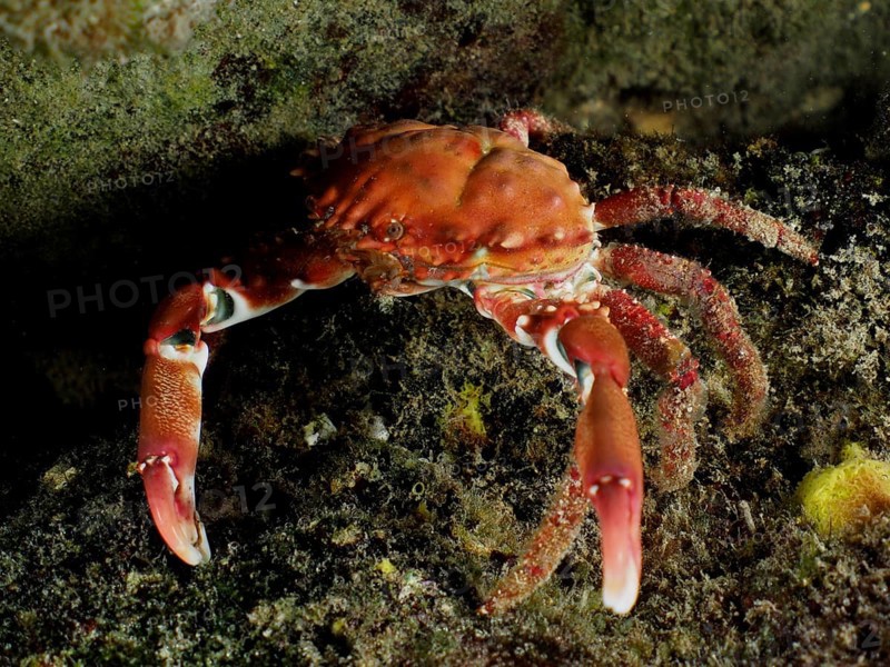Red Mithraculus crab