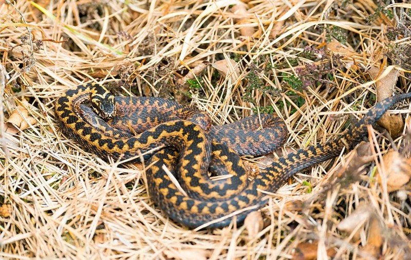 Two wild adder