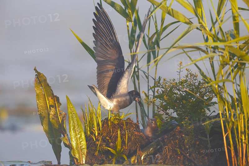 Black Tern