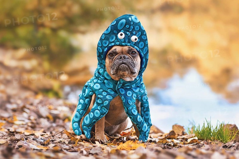 Halloween dog costume. French Bulldog wearing funny octopus suit with eyes and tentacle arms
