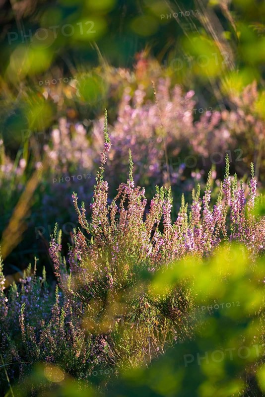 Flowering broom heather or common heather