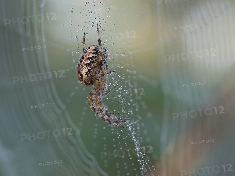 European garden spider