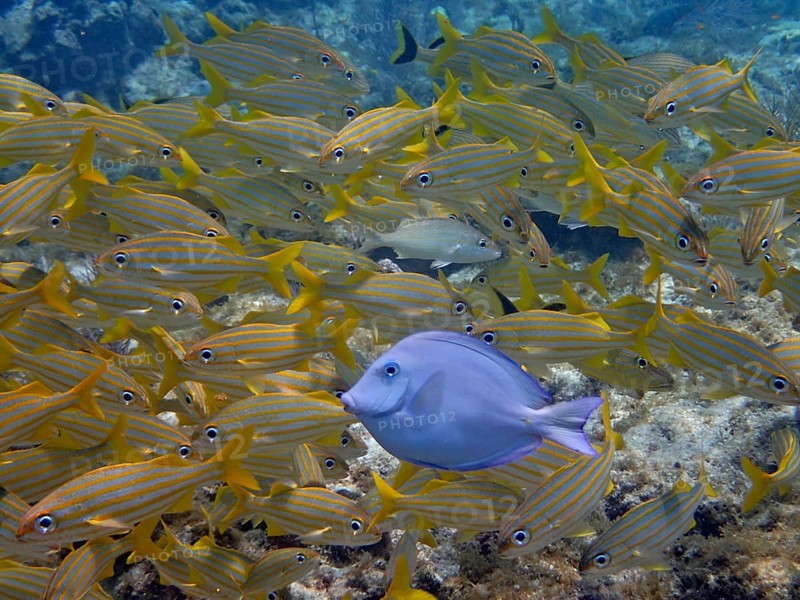 Atlantic blue tang