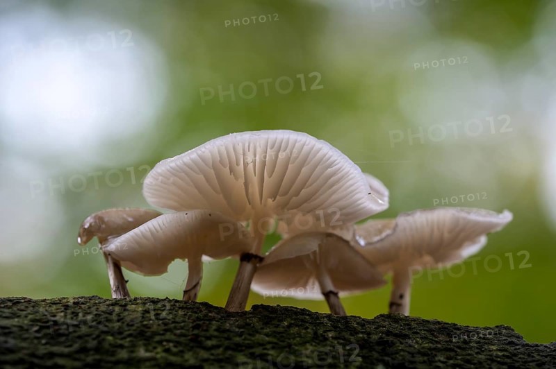 Beech slimy rhubarb