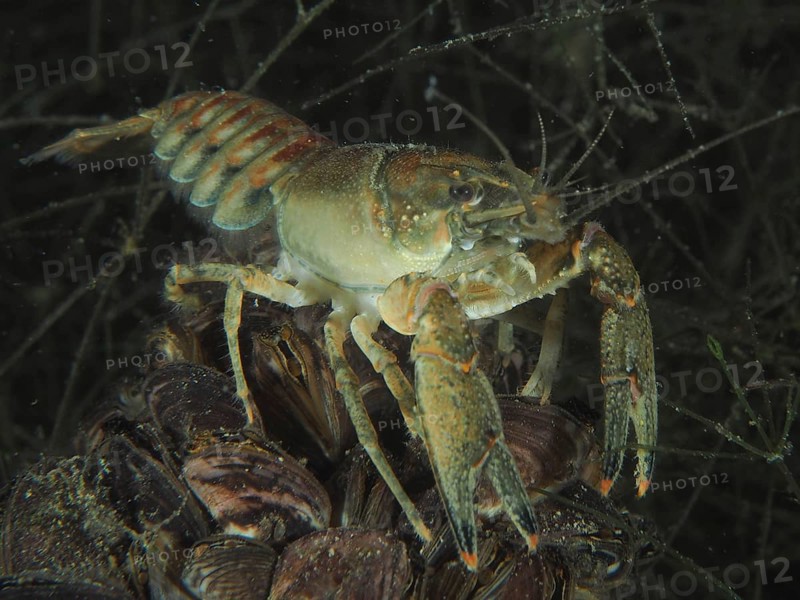 Crayfish