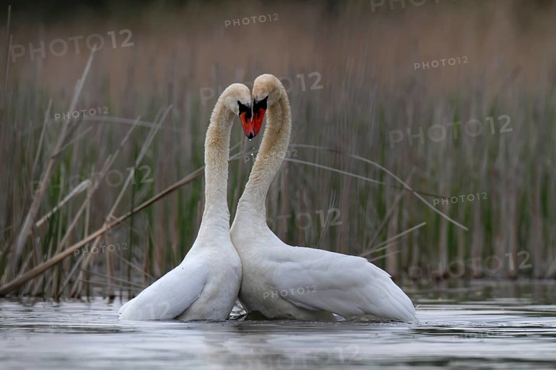 Mute Swan