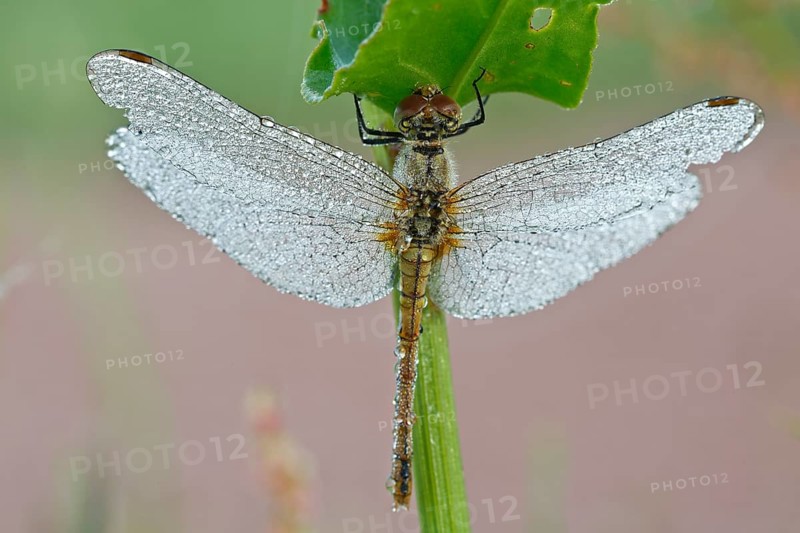 Vagrant darter