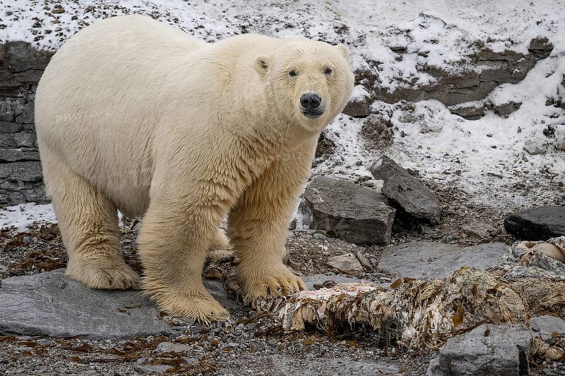 Scavenging polar bear