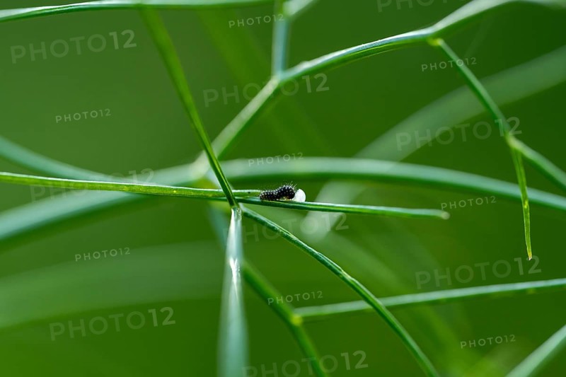 Egg with a freshly hatched swallowtail