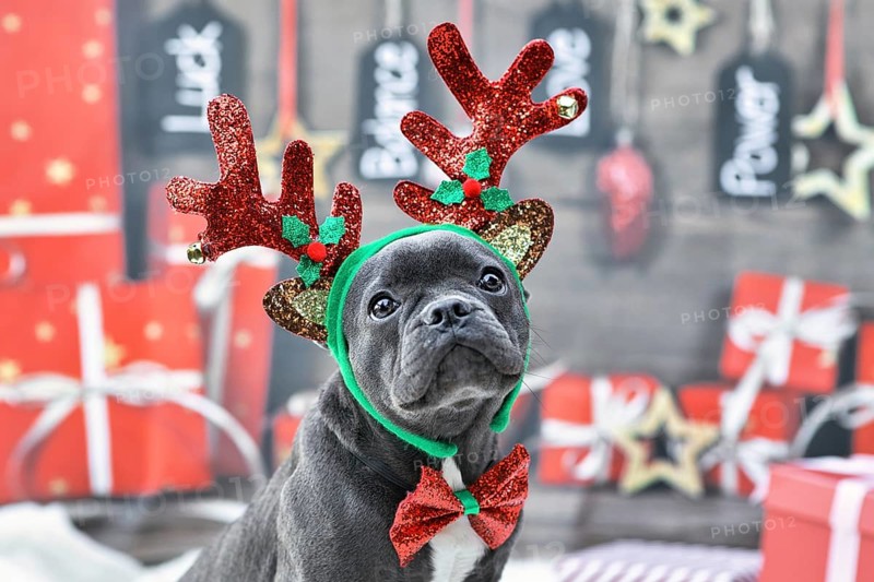 Young French Bulldog dog dressed up with reindeer costume antlers headband and bow tie in front of festive Christmas background