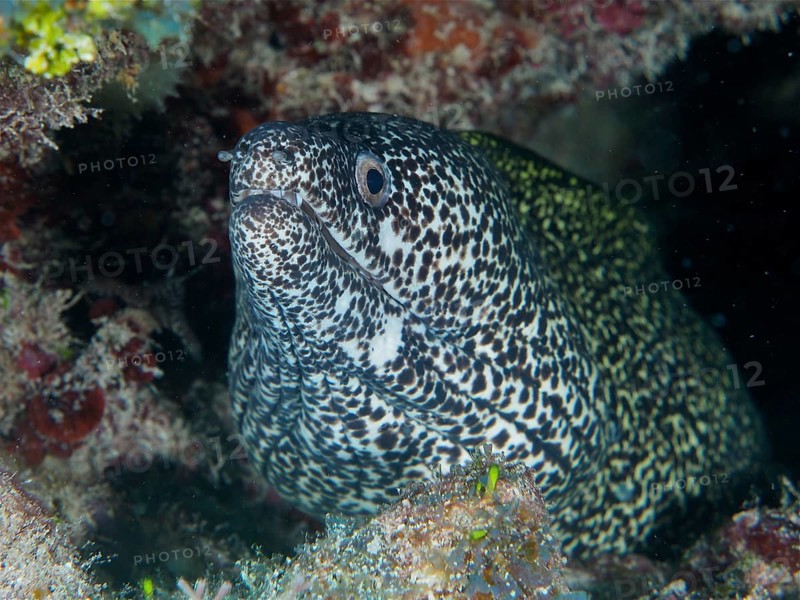 Spotted moray