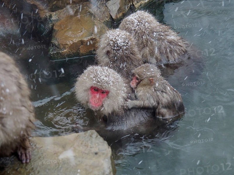 Four snow monkeys