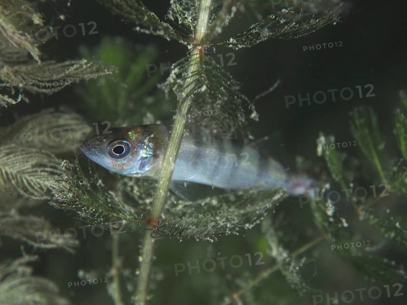 A juvenile european perch