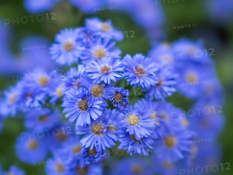 Autumn aster