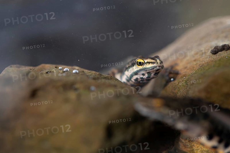 Common newt