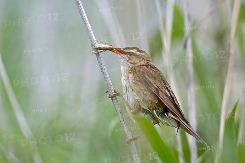 Reed Warbler