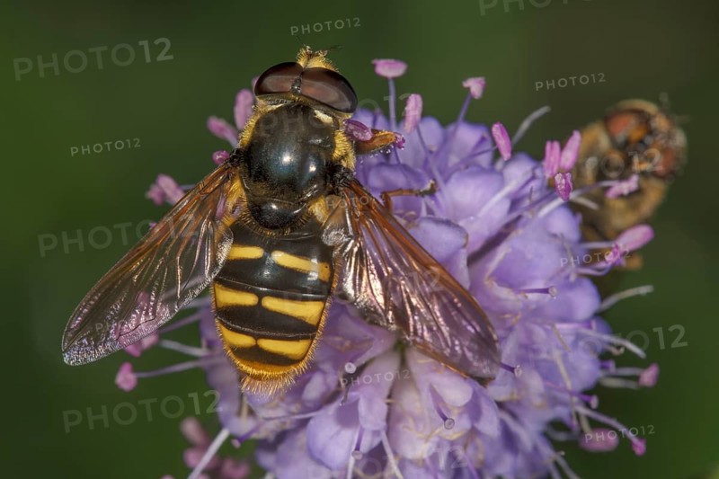 Common wasp fly