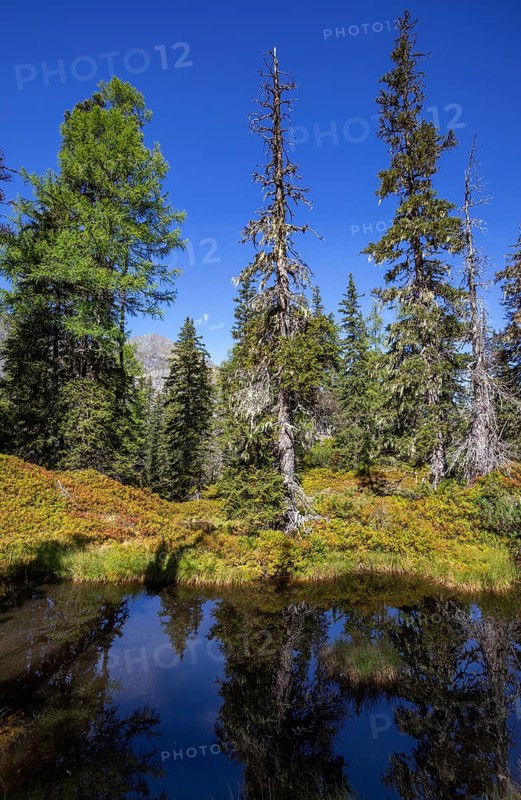 Moor pond on the nature adventure trail through the Rauris primeval forest