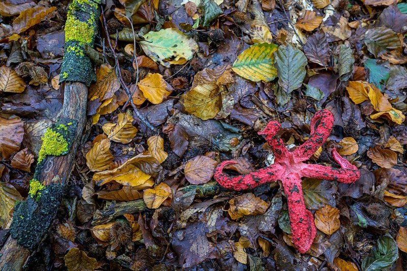 Octopus stinkhorn