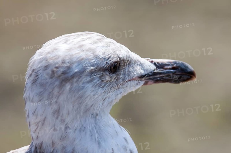 European herring gull