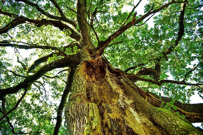 Old oak tree