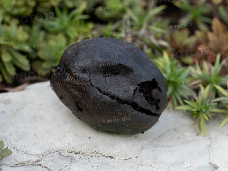 Black walnut