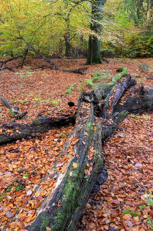 Beech forest in autumn