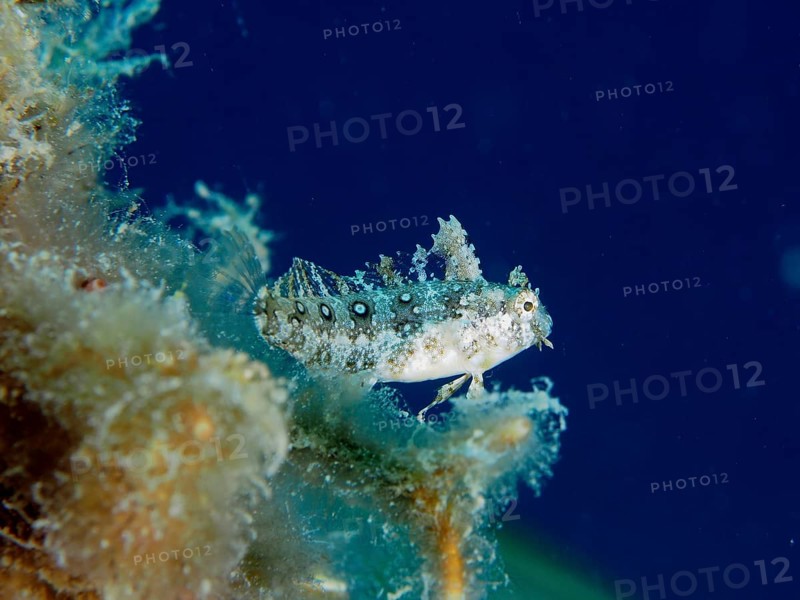 Sabre-toothed blenny
