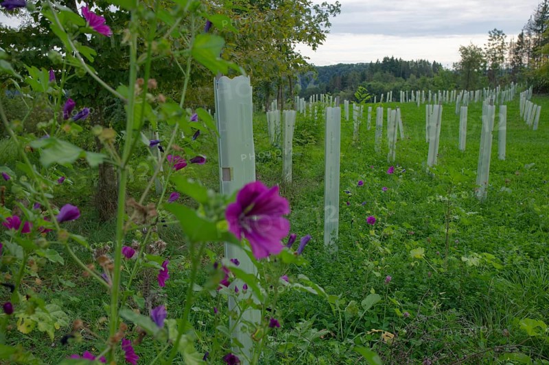 Tree Protection Cover